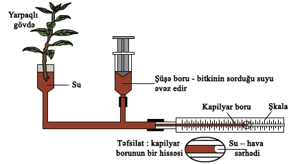 10.15_transpiration