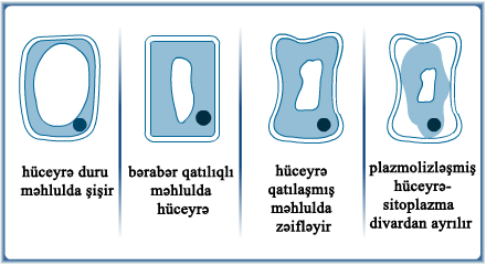 10.2 Plasmolysed Cells