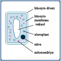 10.1_plant_cell_V2