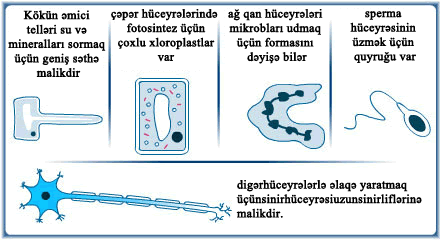 10.1_specialised_cells_V2