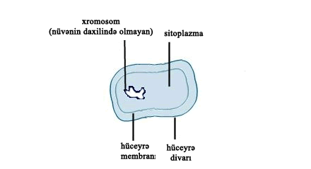 10.11_bacterial_cell_V2