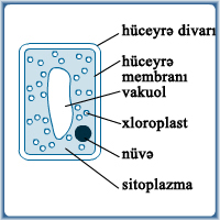 10.13_palisade_cell