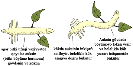 10.14_geotropism