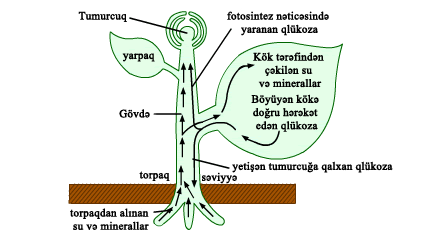 10.15_plant_transportation_V2