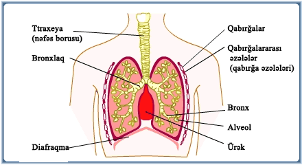 10.6_lungs