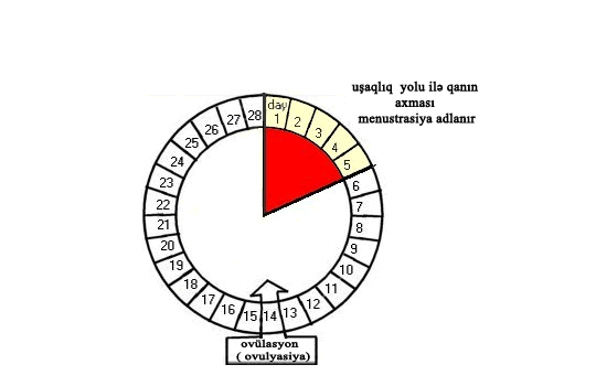 10.9_hormones_V2